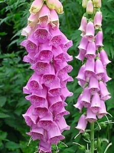 80 graines de DIGITALE POURPRE(Digitalis Purpurea)G262 FOXGLOVE SEEDS SAMEN SEMI