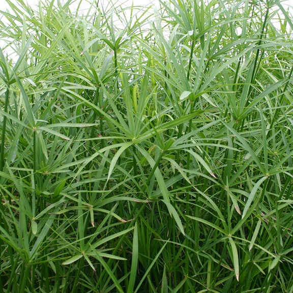 Planta de estanque marginal tropical palmera paraguas enana viva - ¡Compra 2 y obtén 1 gratis! Foto 1 de 3