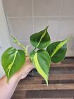 Philodendron Scandens Brasil Sweetheart, Well Rooted Plant Cutting  4 - 5 Leaves