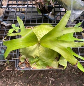 Staghorn Fern Platycerium Horn's Surprise 100-500 spores + phytosanitary - Picture 1 of 4