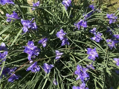 20 Spiderwort Tradescantia Plant Rhizome Bulb Perennial Purple Flower Widow Tear - Image 1 of 3