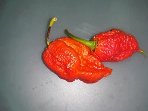 50+ Authentic Red Apocalypse Scorpion Pepper Seeds World’s hottest pepper. - Picture 1 of 6