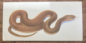 Vintage - 1962 - Gelles Widmer - Reptile CARD -30. Red-Bellied Water Snake - Picture 1 of 2