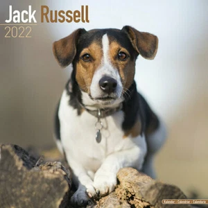 Calendrier 2022 - JACK RUSSELL - Picture 1 of 2