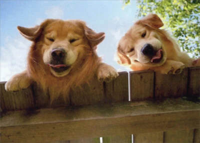 Goldens Over Fence Funny Get Well Card - Greeting Card by Avanti Press - Image 1 of 2