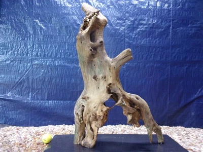 XXX-большой коряги смонтированы на сланец 25 «x 17» x 14» аквариума рептилии натуральное искусство - Изображение 1 из 4