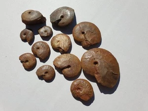 12 meravigliose ammoniti - Dogger (Bajocium) - Sengenthal - vecchia collezione  - Foto 1 di 11