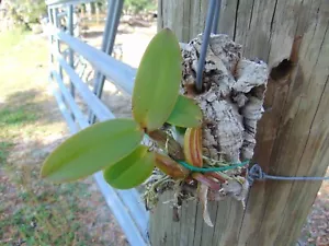 Schomburgkia grandiflora Mounted cork bark NICE SPECIES - Picture 1 of 2