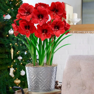 - Miracle Red Flowering Amaryllis 3 Bulb Gift Kit - Three Dormant Bulbs Pre-Plan - Image 1 of 4