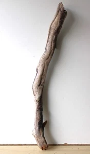 Treibholz Schwemmholz Driftwood 1 XL Ast Garderobe Dekoration 91 cm - Bild 1 von 13