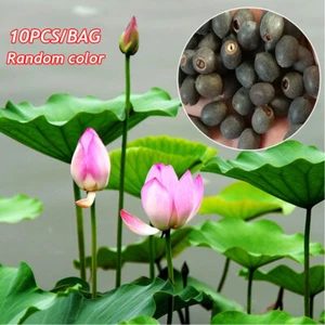 50/30/10pcs Lotus Seeds Nelumbo Nucifera Aquatic Plant Pond Bonsai Flowers - Picture 1 of 22