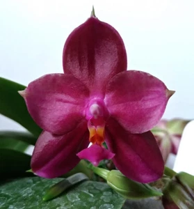 Fragrant Orchid Phalaenopsis Phal. Mainshow Redbull ‘LR001' In 3" Pot - Picture 1 of 12