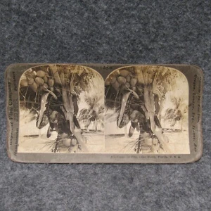 Keystone Stereoview Stereoscopic View Card 277 Cocoanut Tree Lake Worth FL 1907 - Picture 1 of 3