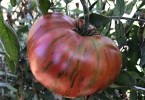 Schokoladenstreifen Tomate 30 - 500 Samen Erbstück selten bunt Rindfleischsteak Schneiden - Bild 1 von 1
