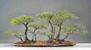 ACACIA TORTILIS SEMI UMBRELLA THORN SEMI PER BONSAI - Foto 1 di 5