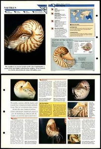 Nautilus #54 Primitive Wildlife Fact File Fold-Out Card - Picture 1 of 1