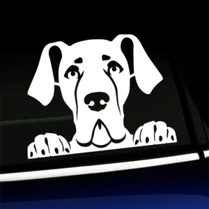 Peeking Great Dane - Cute Dog Decal - You choose the color - Picture 1 of 26