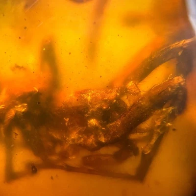 BIG SPIDER in Burmese / Burmite amber fossil / 100% genuine amber  - Image 1 of 4