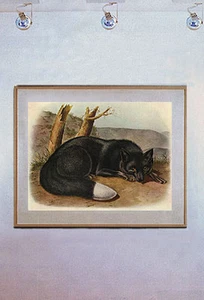 John James Audubon Silver Fox 15x22 Hand Numbered Ltd. Edition Art Print - Picture 1 of 1