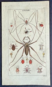 Rare 1797 Wilhelms MITES TICKS SPIDERS ARACHNIDS Handcolored Copper Plate #39 - Picture 1 of 4