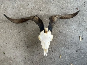 Real CATALINA GOAT SKULL Taxidermy 29” Horns Removable Flush Mount Oddities - Picture 1 of 8