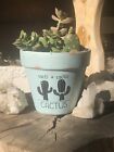 Cactus Planter Pot, Succulent Planter, Flower Pot, Chalk Painted Pot, 6” Planter