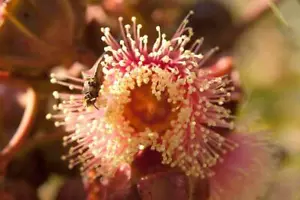 Kingsmill's Mallee (Eucalyptus kingsmillii) 50 Very Fresh Seeds - Picture 1 of 1