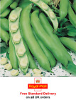 180 x BROAD BEAN 'WITKIEM MANITA' SEEDS - Sow February to May - Grow your own +