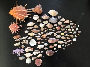 115 Sea Shells Coral Spiny Oyster Cones Murex - Picture 1 of 11
