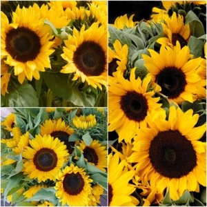 Sunflower Sunshine 10 seeds FLOWER GARDEN border EASY GROW summer NON-GMO hedge - Picture 1 of 1