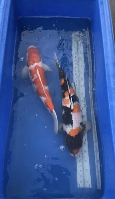 Japanese Koi| 26in Isa Showa Female And 27in Marudo Kohaku Female| Certificate - Image 1 of 4