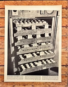 Collection of Living Germs Chick Embryos NIH Bethesda MD Vtg Magazine Print 1944 - Picture 1 of 5