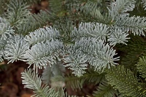 Abies procera 'Glauca', Edeltanne, blaugrün, 30–40 cm - Bild 1 von 10