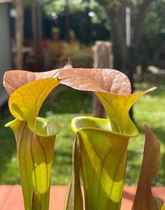 Pianta Carnivora Sarracenia flava var.cuprea NO SEMI torna Dionea fiori Giardino - Foto 1 di 2