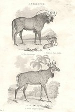 Mammals. Antelopes; gnu gnou Antelope; Pygmaea Royal; Picta Whitefooted 1880