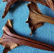 Basket Weaving 12pc Philodendron sheaths Gourds Dried pods Floral Arrangements