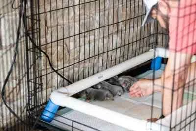 Самый безопасный подогрев Whlping коробка ящик щенки и новорожденный остаться с мамой 24/7 без тепла лампы - Изображение 1 из 4