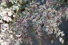 Jazz Hands ™ Night Moves Chinese Fringe Flower - 4" pot - Loropetalum