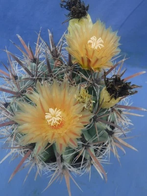 Кактус Ferocactus wislizeni «Fishhook Barrel» ПЕСТРЫЙ цветущий размер 7 дюймов полный привод Z1 - Изображение 1 из 4