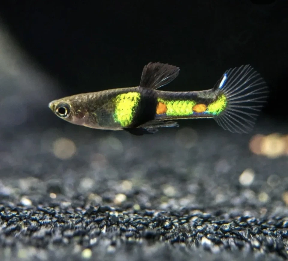 Pack de 3 portadores vivos El Tigre Endler Foto 1 de 1