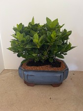 Gardenia Bonsai Tree For Mothers Day