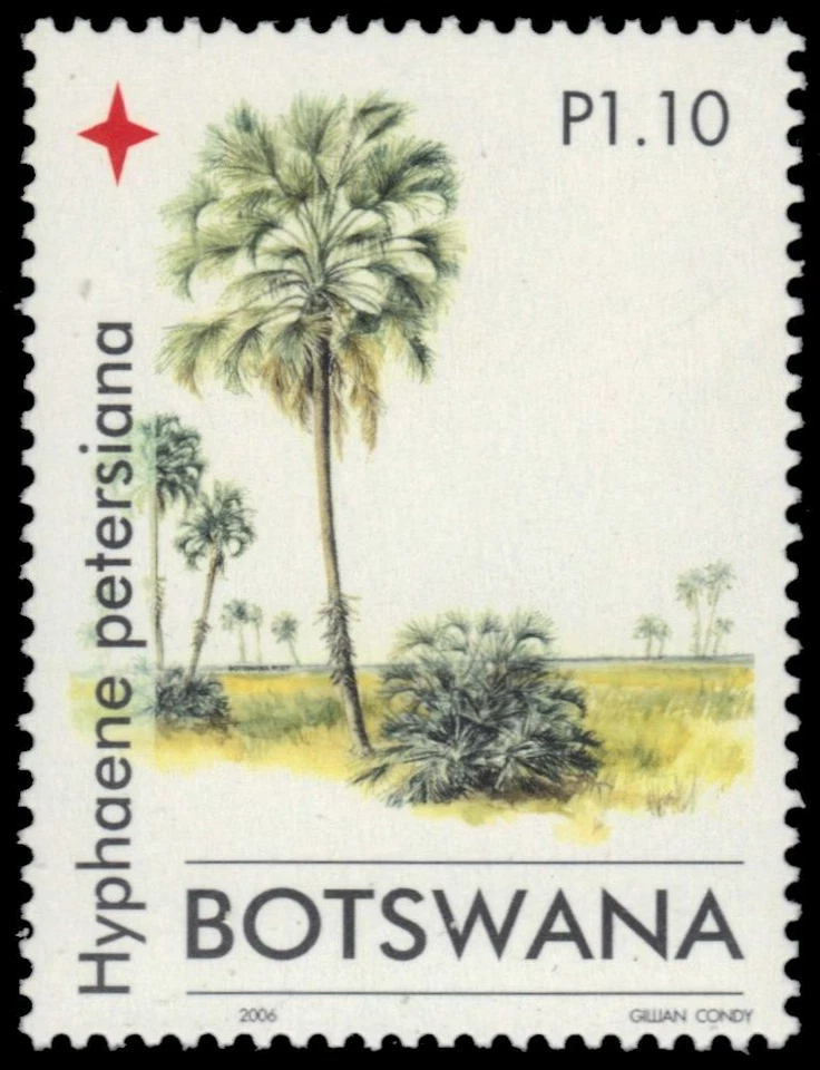 BOTSWANA 826 - Árboles de Navidad "Hyphaene petersian" (pb44186) Foto 1 de 1