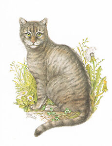 Hauskatze Raubtiere Katzenartige - Kunstdruck-Bild - 25,5 x 17,5 cm