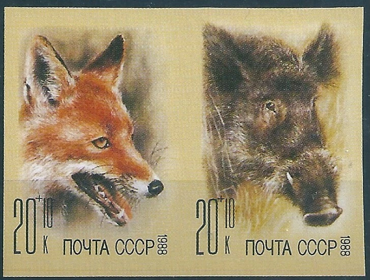 17509 Rusia URSS Fauna Animal Mamífero Zorro Jabalí Imperforado Foto 1 de 1