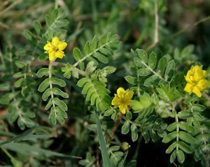 10 SAMEN VON TRIBULUS TERRESTRIS - Bild 1 von 1