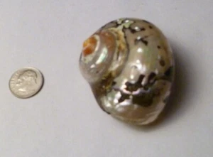 SOUTH AFRICA SARMATICUS TURBO SEA SHELL HERMIT CRAB  2 1/8" Beach decor - Picture 1 of 7