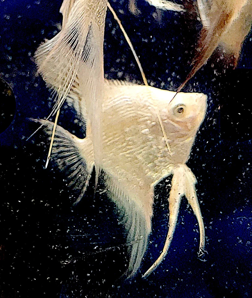 Lilac Point Pearlscale - Image 1 of 1