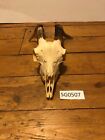 Goat Skull Texas Hill Country rustic decoration Western wildlife Ranch SG0507