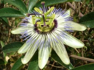 Passiflora caerulea | Jesus Flower | Hardy Passion Flower | Blue Crown | 25 Seed - Picture 1 of 5