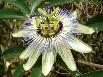 Passiflora caerulea | Flor de Jesús | Flor de la Pasión Resistente | Corona Azul | 25 Semillas Foto 1 de 4